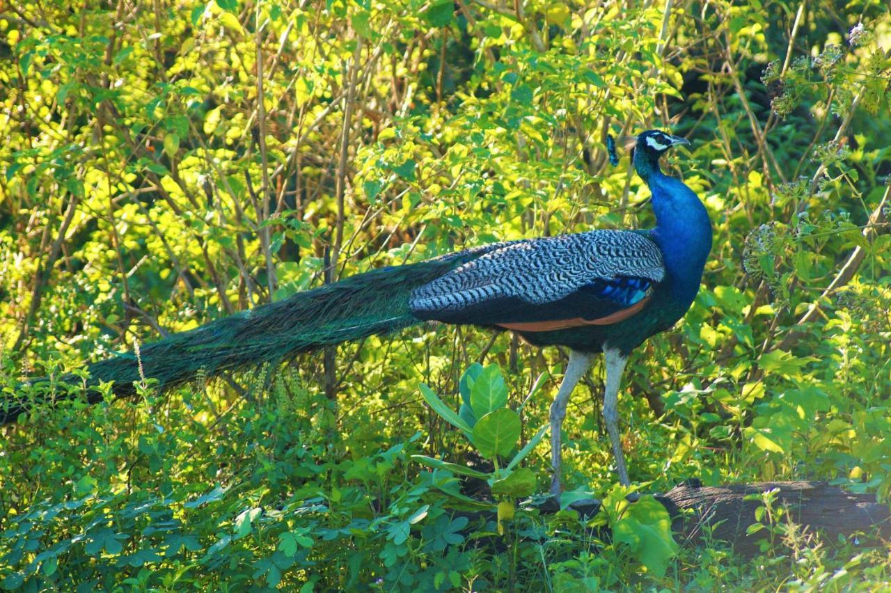 Peacock Riverside อุดาวาลาเว ภายนอก รูปภาพ